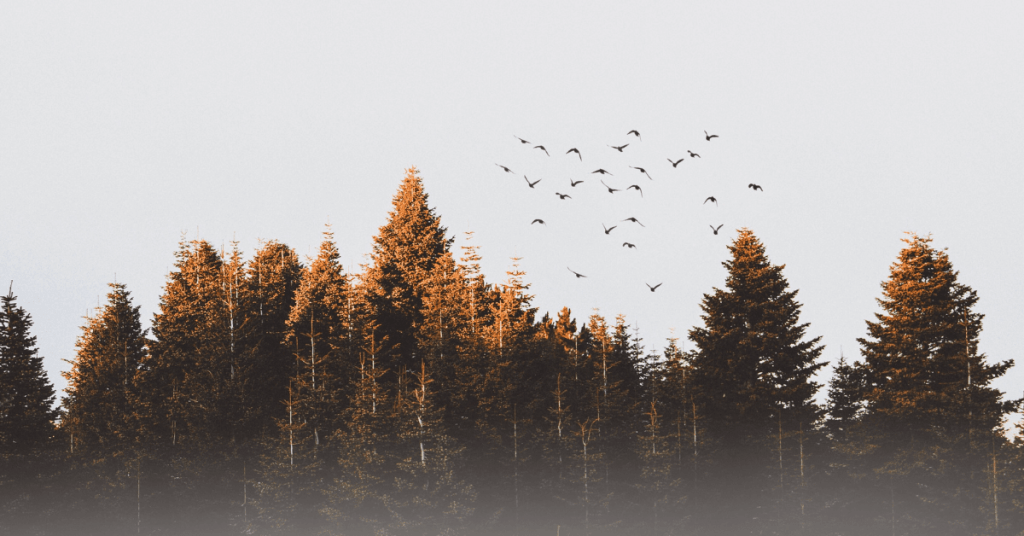 Positive Wellbeing Psychology Melbourne | Navigating Life’s Turning Points